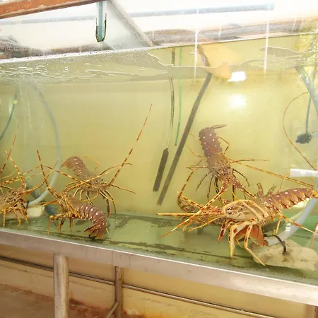 ゲストハウス And By The Sea Lumbarda, Korcula - 9305 ルンバルダ